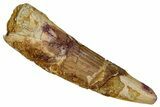 Bargain, Fossil Spinosaurus Tooth - Real Dinosaur Tooth #355727-1